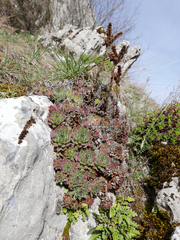 Sempervivum vicentei
