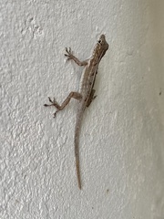 Anolis
