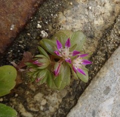 Phedimus stellatus