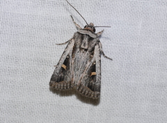 Proteuxoa chrysospila