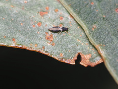 Panchaetothripidae