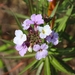 Erysimum bicolor - Photo (c) ward123, some rights reserved (CC BY-NC)