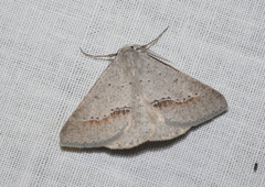 Nearcha dasyzona