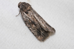 Thoracolopha atmoscopa