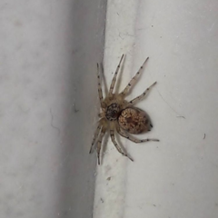 Oecobius maculatus