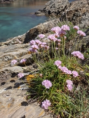 Armeria ruscinonensis
