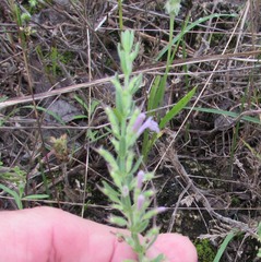 Hedeoma reverchonii