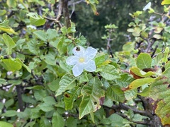 Gardenia resiniflua