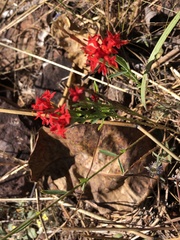 Pimelea punicea