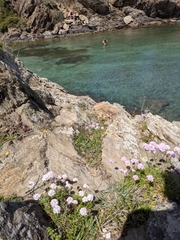 Armeria ruscinonensis