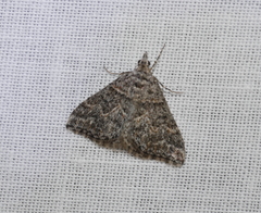 Dichromodes explanata