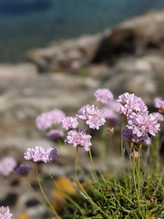 Armeria ruscinonensis