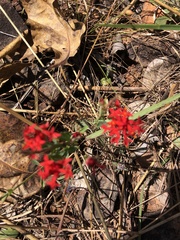 Pimelea punicea