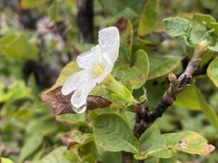 Gardenia resiniflua