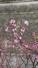 Amygdalus