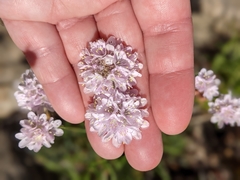 Armeria ruscinonensis