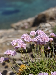Armeria ruscinonensis