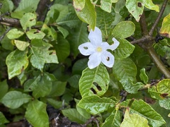 Gardenia resiniflua