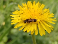 Tenthredo frauenfeldii