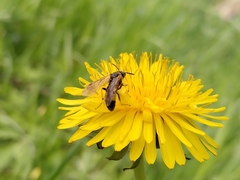 Tenthredo frauenfeldii