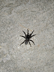 Hadronyche modesta