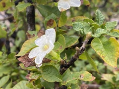 Gardenia resiniflua