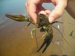Pontastacus leptodactylus