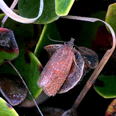 Celypha rosaceana