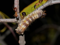 Ogyris genoveva