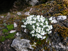 Draba dedeana