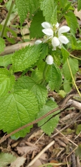Lamium flexuosum