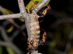 Ogyris genoveva