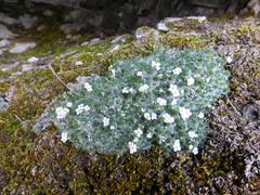 Draba dedeana