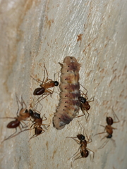 Ogyris genoveva