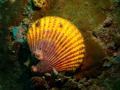 Mimachlamys crassicostata