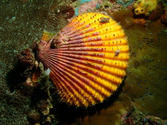 Mimachlamys crassicostata