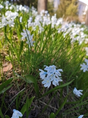 Puschkinia