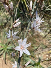 Asphodelus ramosus ramosus