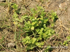 Centaurium japonicum