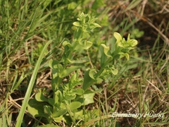 Centaurium japonicum
