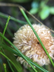 Lacrymaria asperospora
