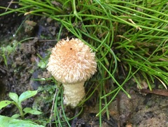 Lacrymaria asperospora