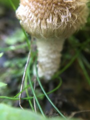 Lacrymaria asperospora