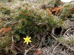 Narcissus minor