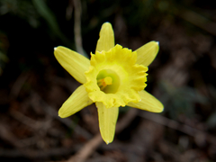 Narcissus minor