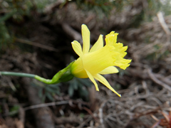 Narcissus minor
