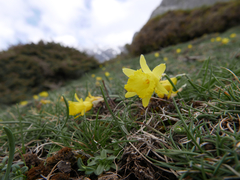 Narcissus minor