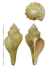 Brunneifusus ternatanus