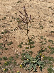 Asphodelus ramosus ramosus