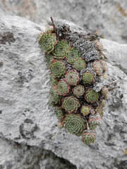 Sempervivum vicentei